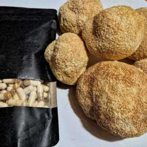 Soplówka Jeżowata (Lion's Mane)