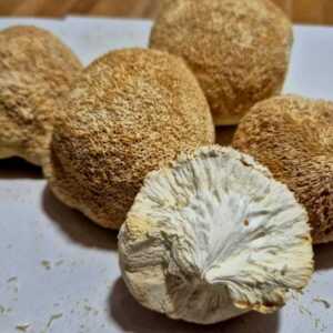 Soplówka Jeżowata (Lion's Mane)