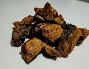 Czaga (Chaga) – Naturalny Adaptogen z Dzikich Lasów