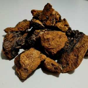 Czaga (Chaga) – Naturalny Adaptogen z Dzikich Lasów